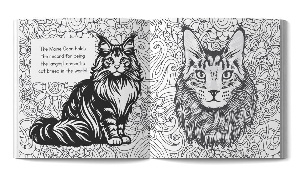 A spread from our coloring book featuring a Main Coon cat. The cat fact for kids is that the Main Coon is the largest domestic cat breed.