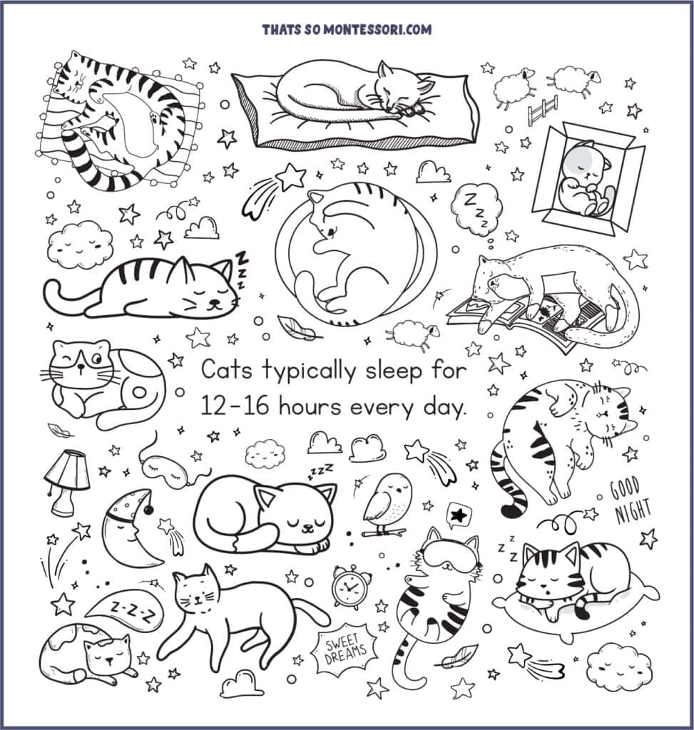 A page of cat illustrations of sleepy cats and stars, with the cat fact for kids: Cats typically sleep for 12-16 hours every day.