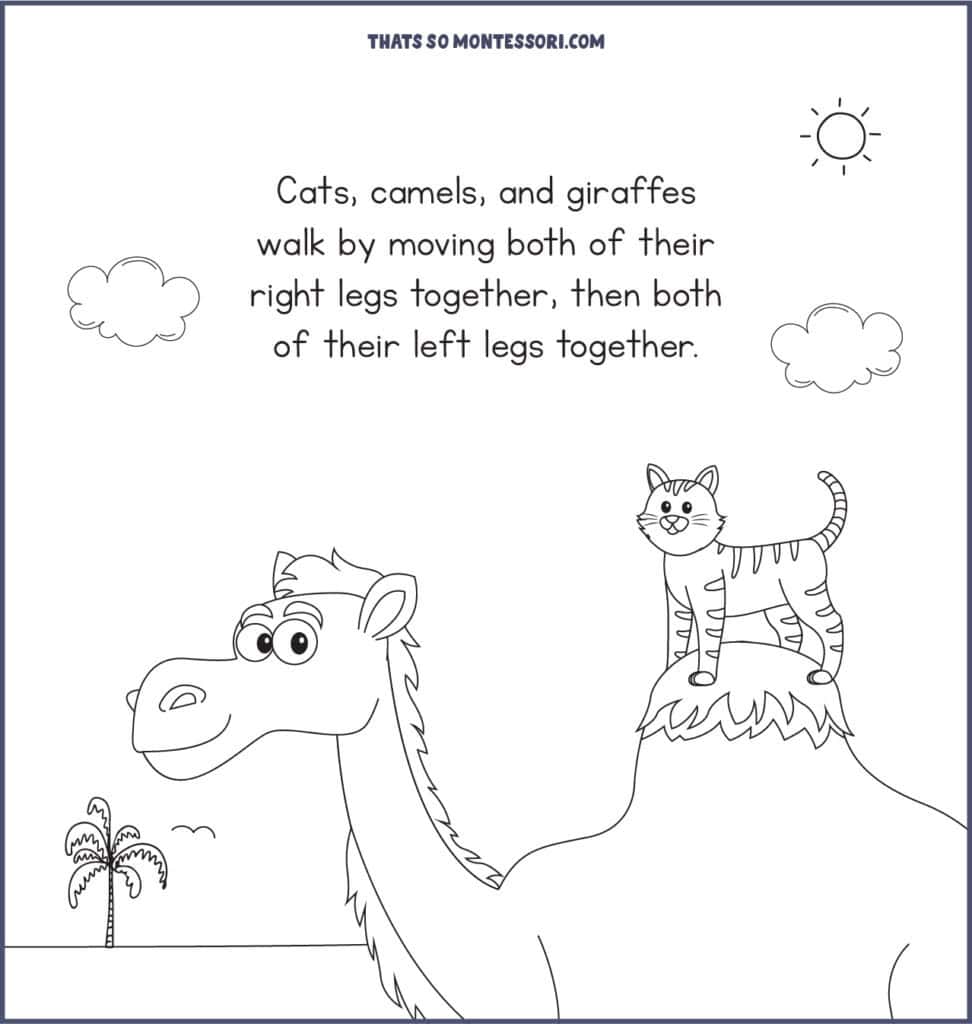 A black and white coloring page with a cat on a camels hump. This is another cat fact for kids: camels and cats walk in the same way.