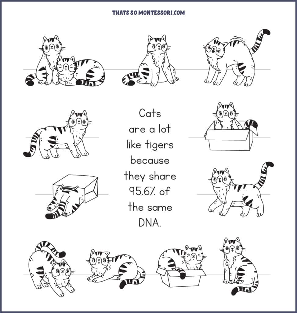 Super cute cat illustrations with a cat fact about how cats share 95.6% of their DNA with tigers.