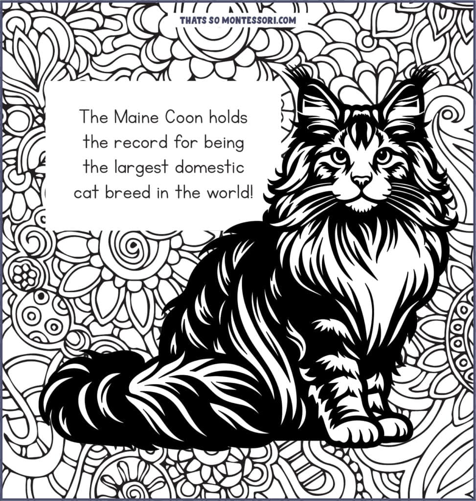 An illustration of a Maine Coon cat, which is the largest domestic cat breed.