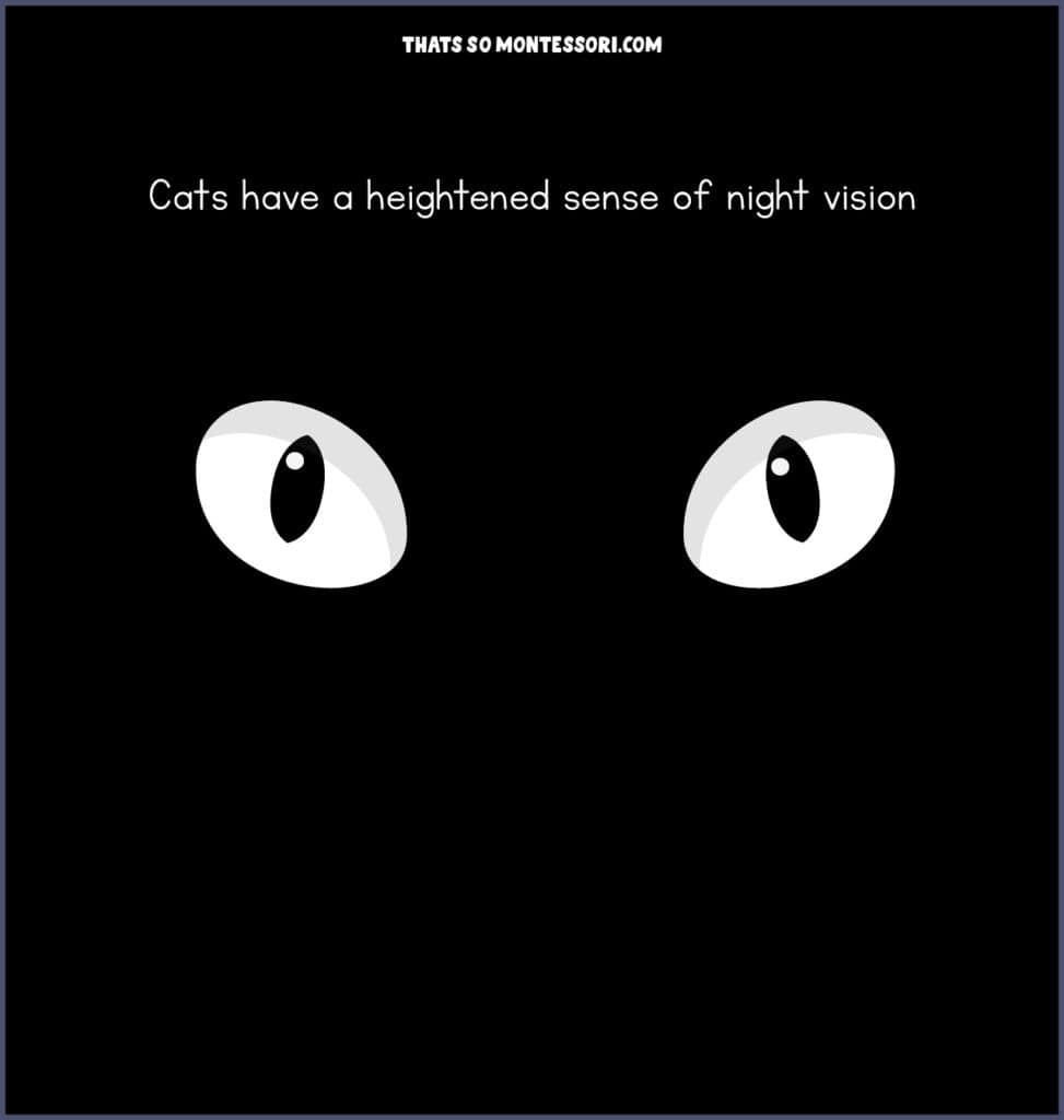 An illustration with a black background and two big white eyes with black pupils. This cat fact talks about a cat's awesome night vision.
