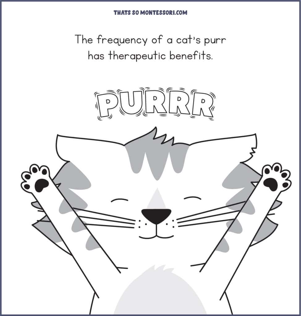 This is one of many cat facts for kids illustrated beautifully with cute cats: The frequency of a cat's purr promotes healing.