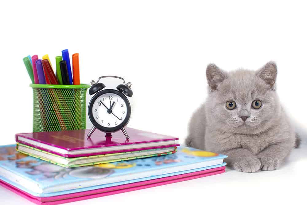 A picture of a charming gray fluffy kitten lies, on a desk near a clock, books, color pencils. 