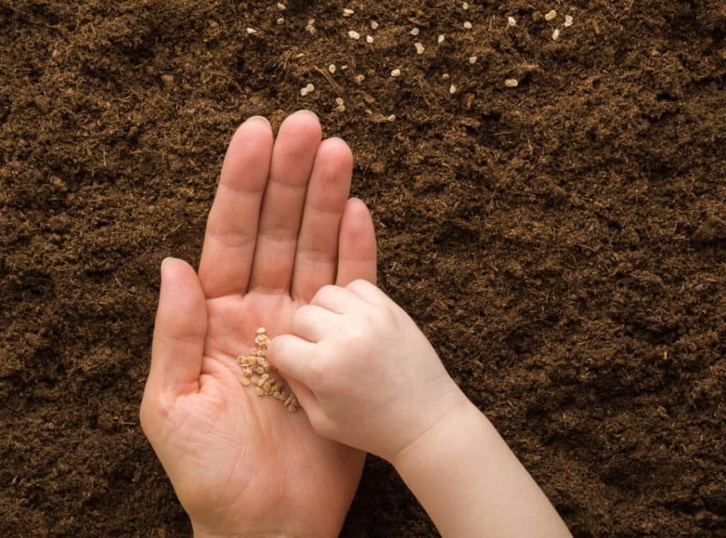 A big hand holding seeds and a small hand taking seeds from the big hand.