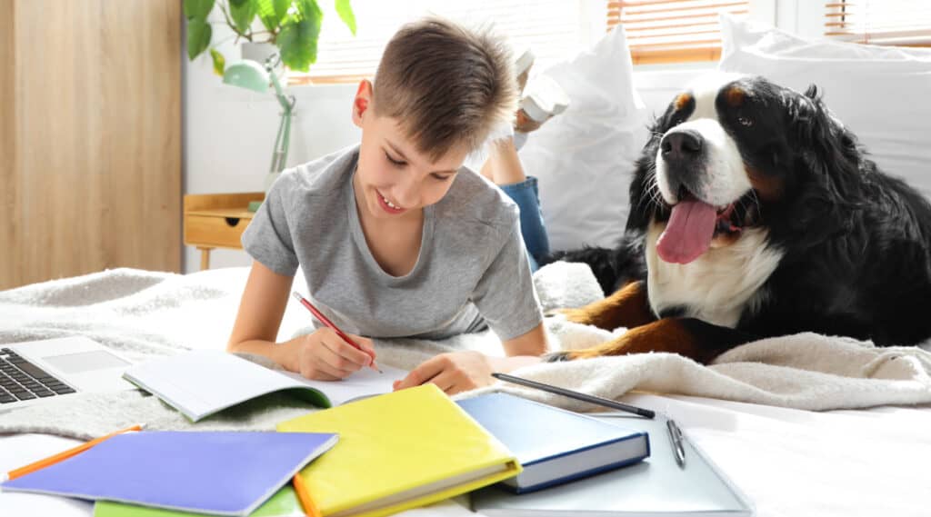 A 13 year old boy is taking notes on a virtual summer camp about pets. He is joined by his Bernese mountain dog.
